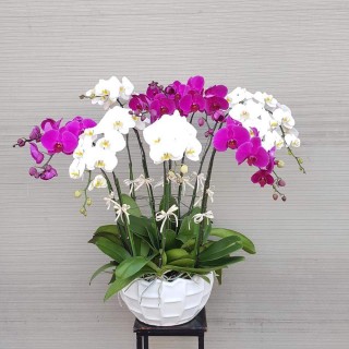 Orchid Post 73
